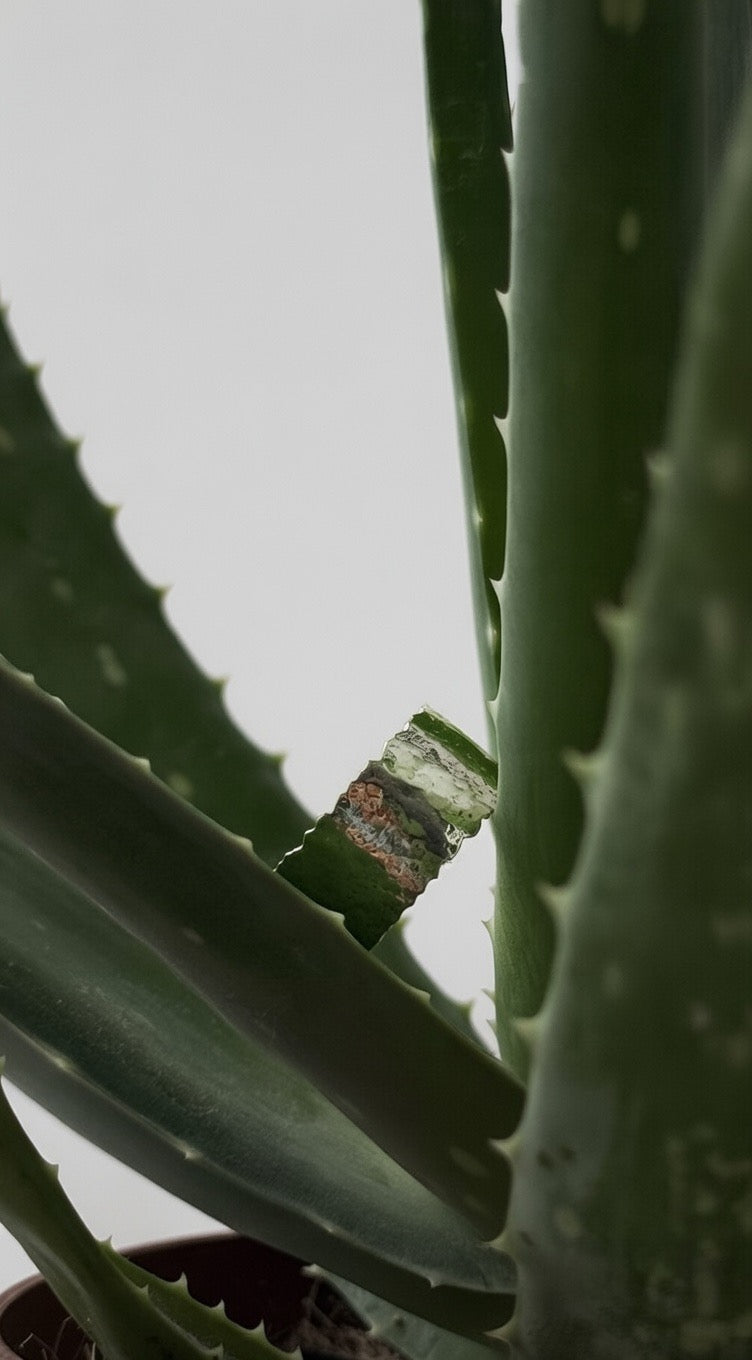 Wide Organic Texture Band